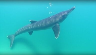 Observation exceptionnelle d’un requin bleu de deux mètres dans les eaux du Var